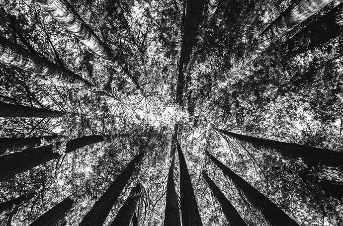 Forest canopy